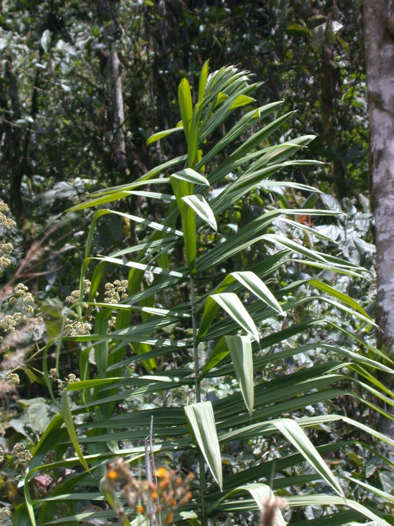 Phytelephas aequatorialis — related species from the same genus