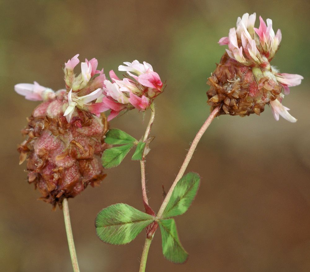 Trifolium physodes habit