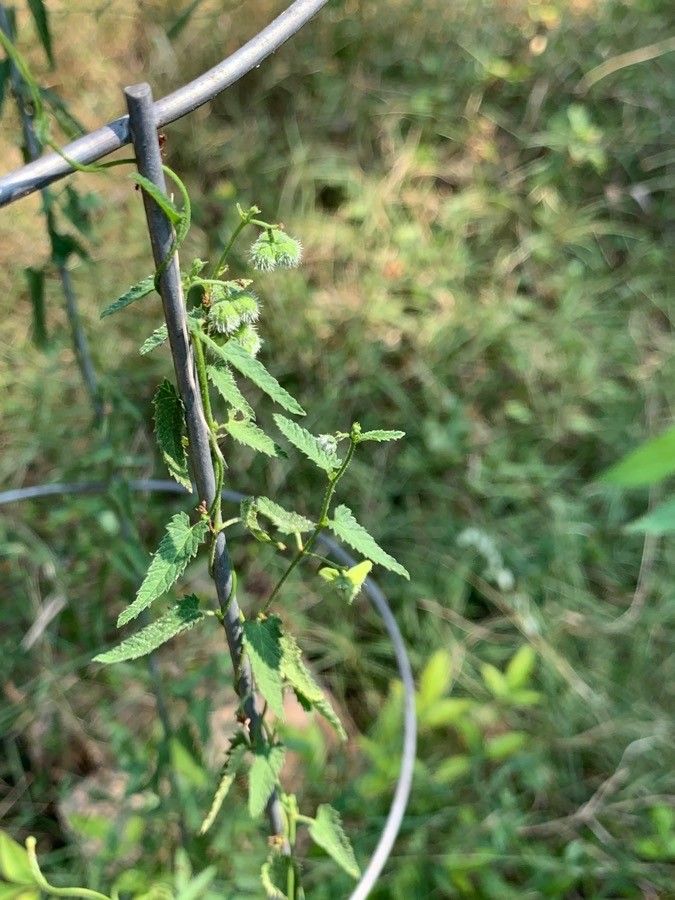 Tragia ramosa — search result for 'Euphorbiaceae'