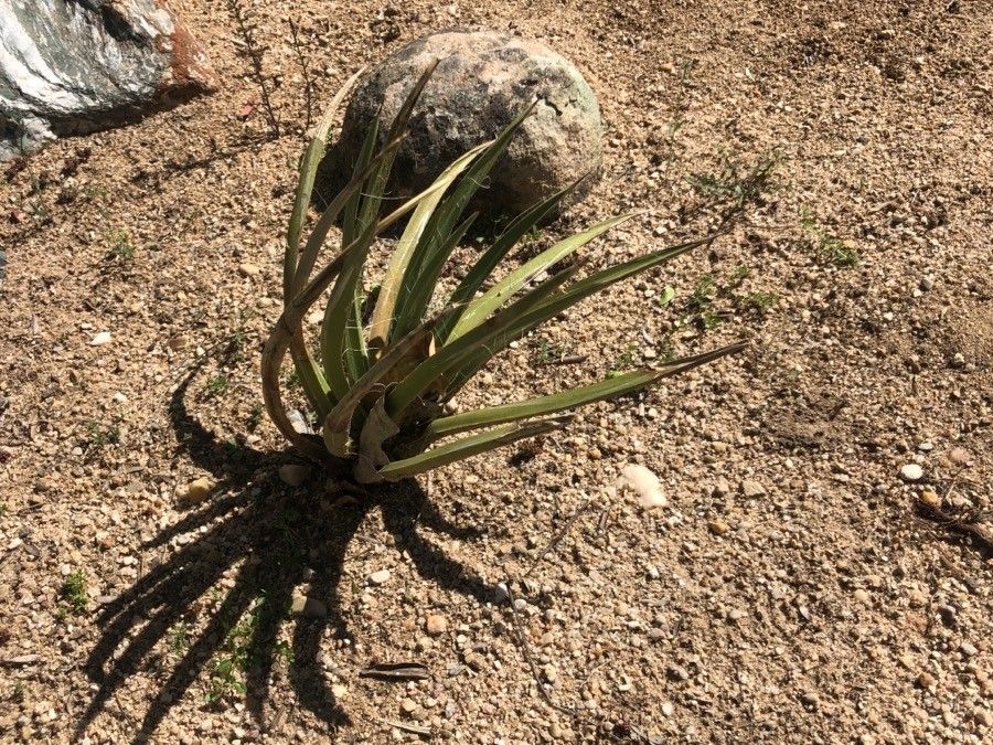Agave toumeyana leaf