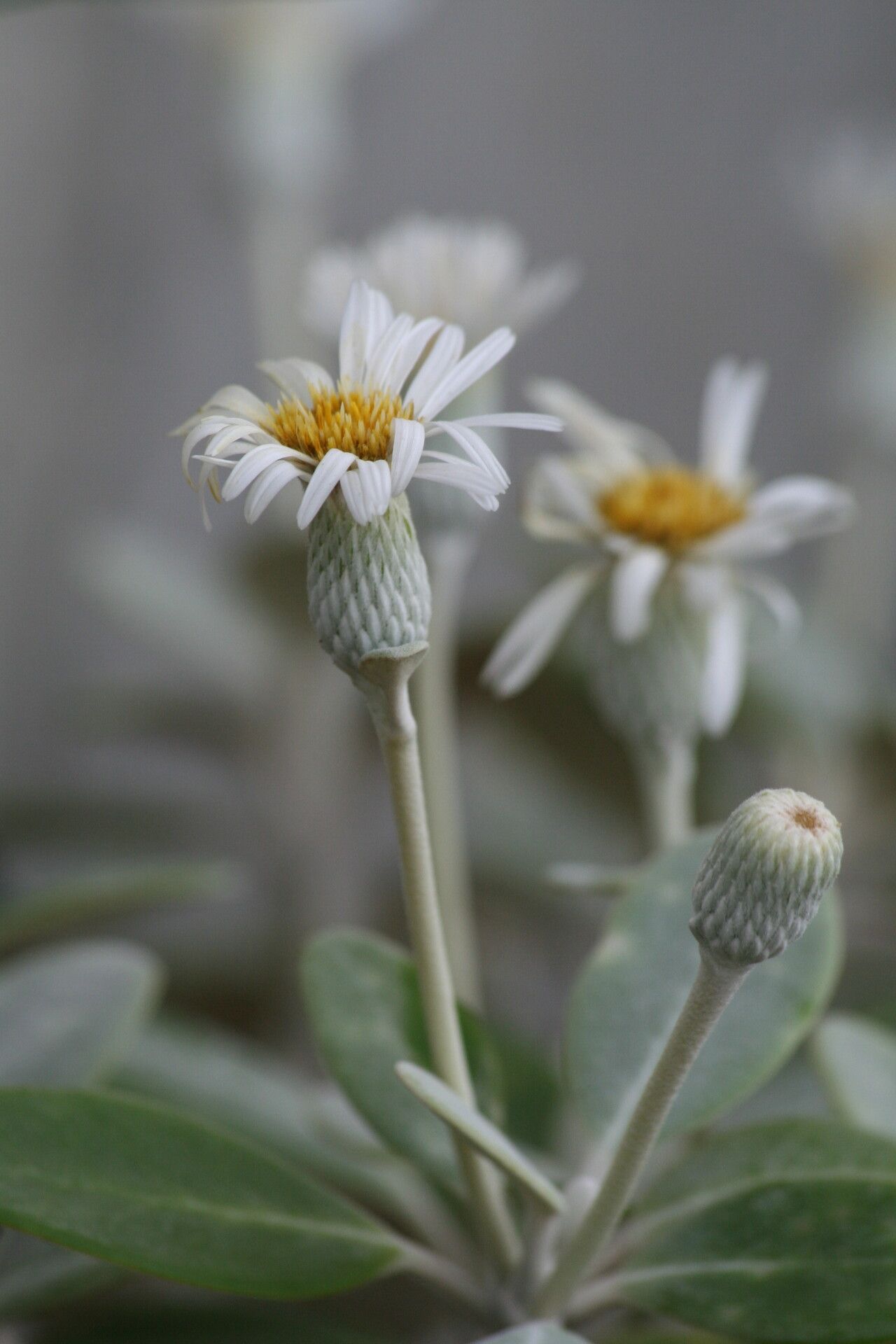 Pachystegia insignis flower