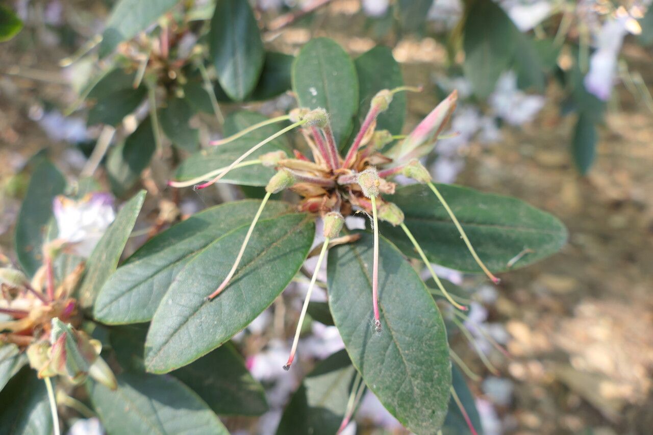Rhododendron adenosum