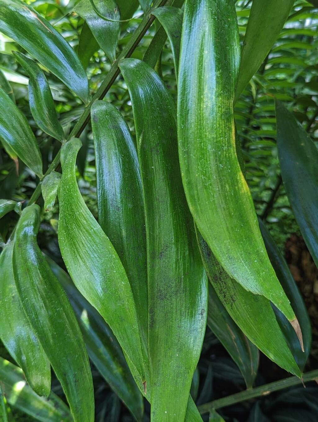 Zamia monticola leaf