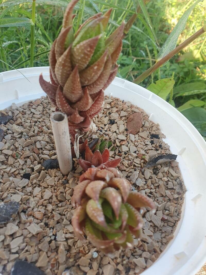Haworthiopsis coarctata flower