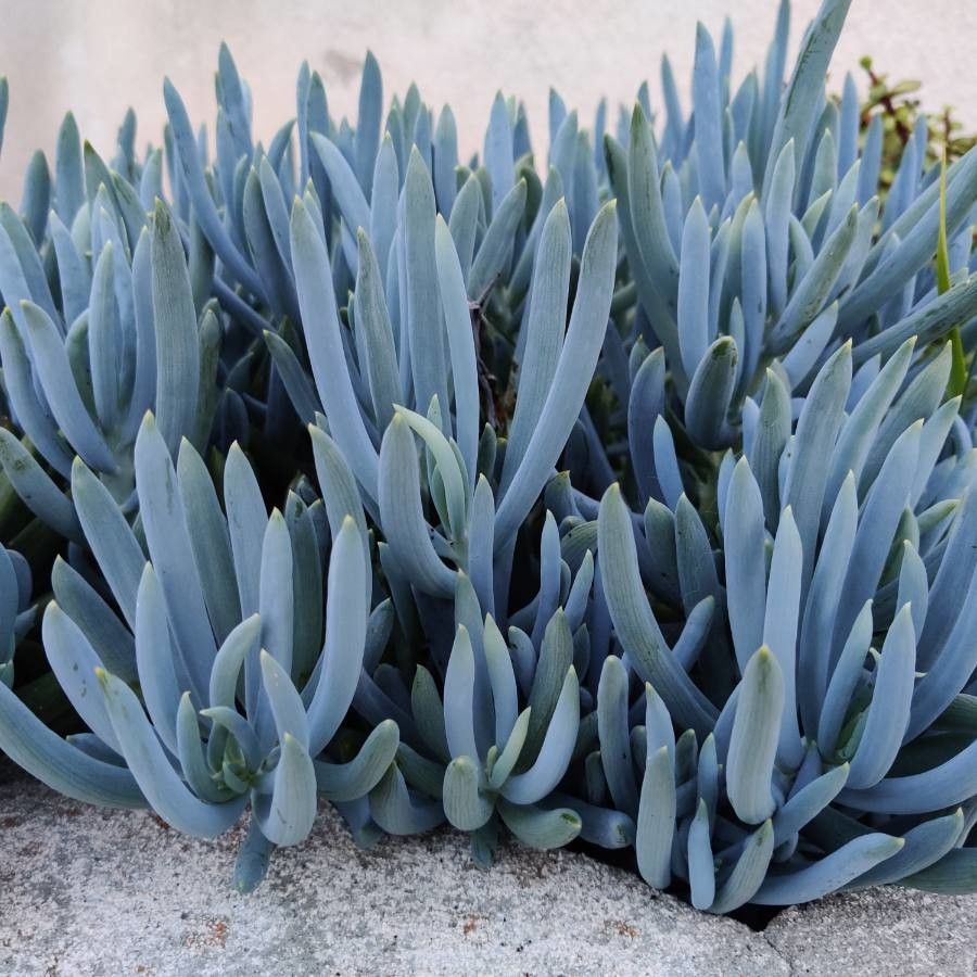 Dudleya densiflora flower