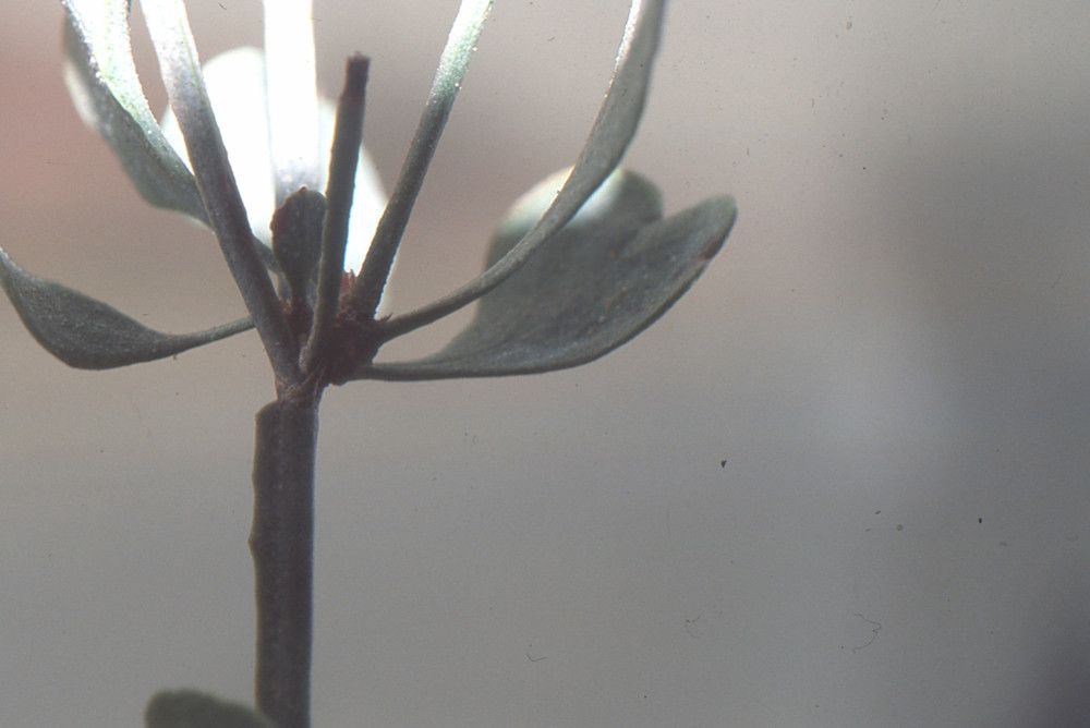 Limonium fallax leaf