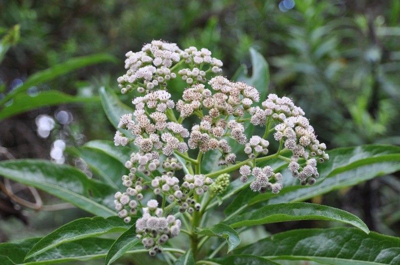 Psiadia laurifolia flower