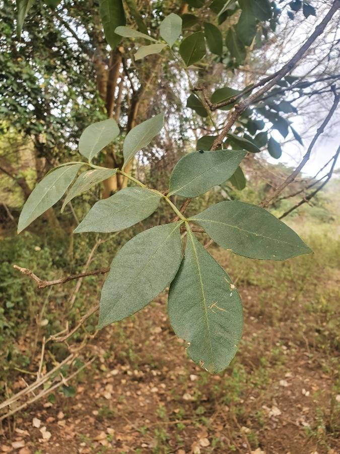 Schrebera alata — search result for 'Oleaceae'