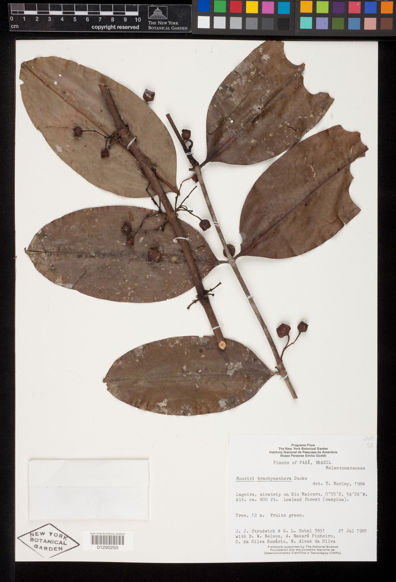 Mouriri brachyanthera fruit