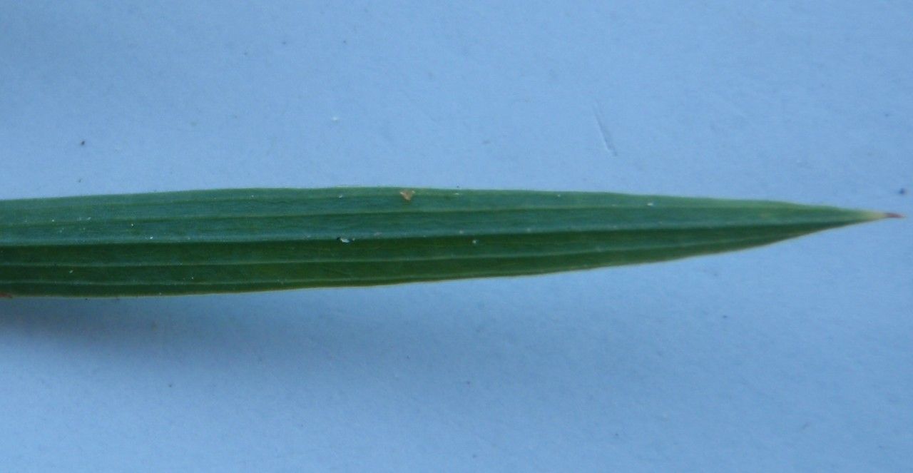 Bupleurum virgatum other