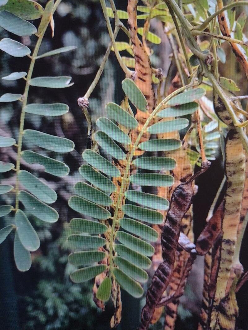 Parapiptadenia excelsa leaf