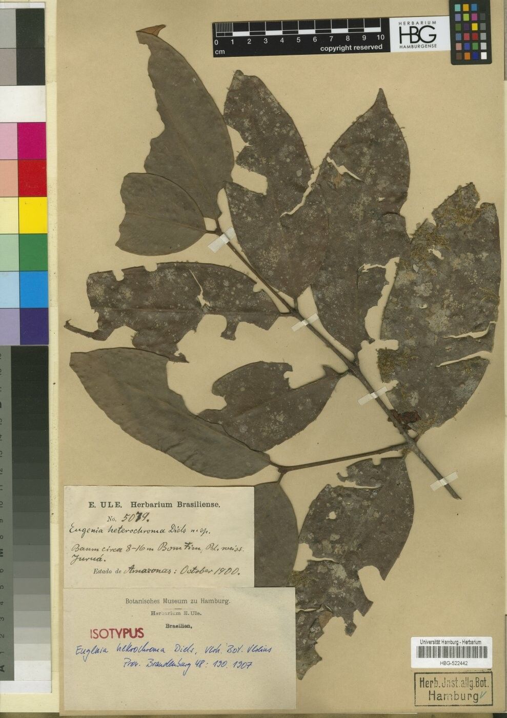 Eugenia heterochroma leaf