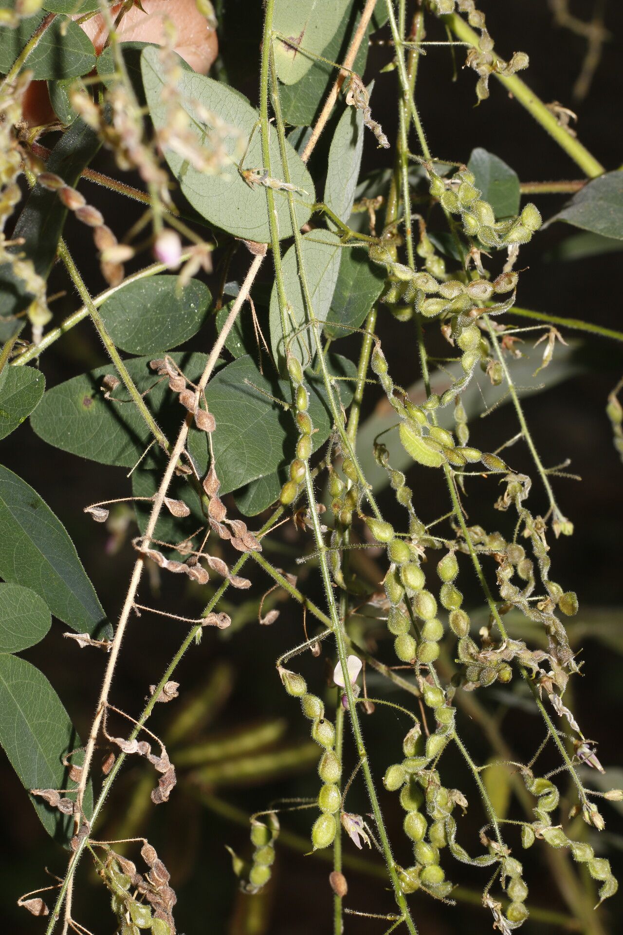 Desmodium procumbens fruit