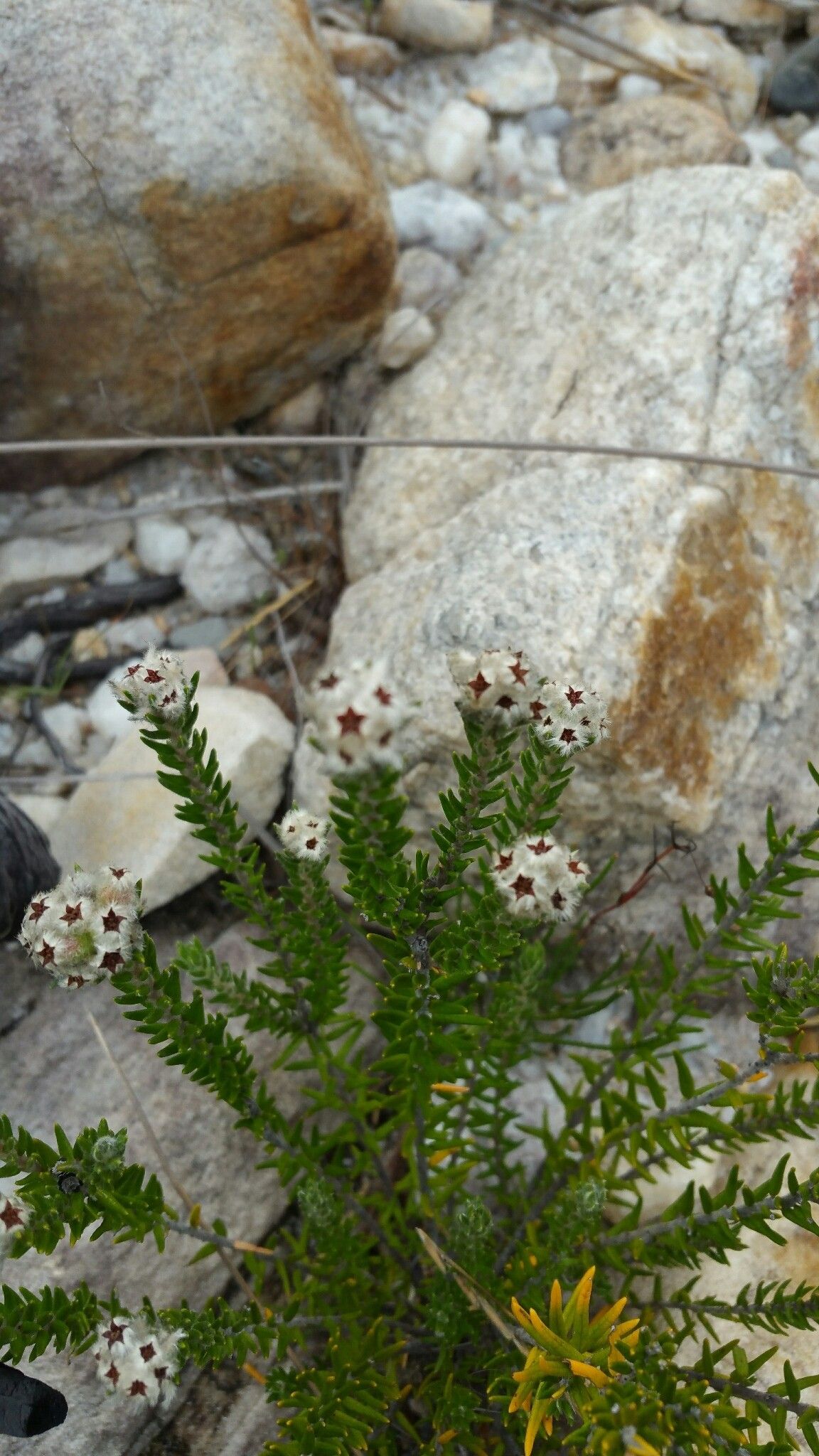 Phylica emirnensis — related species from the same genus