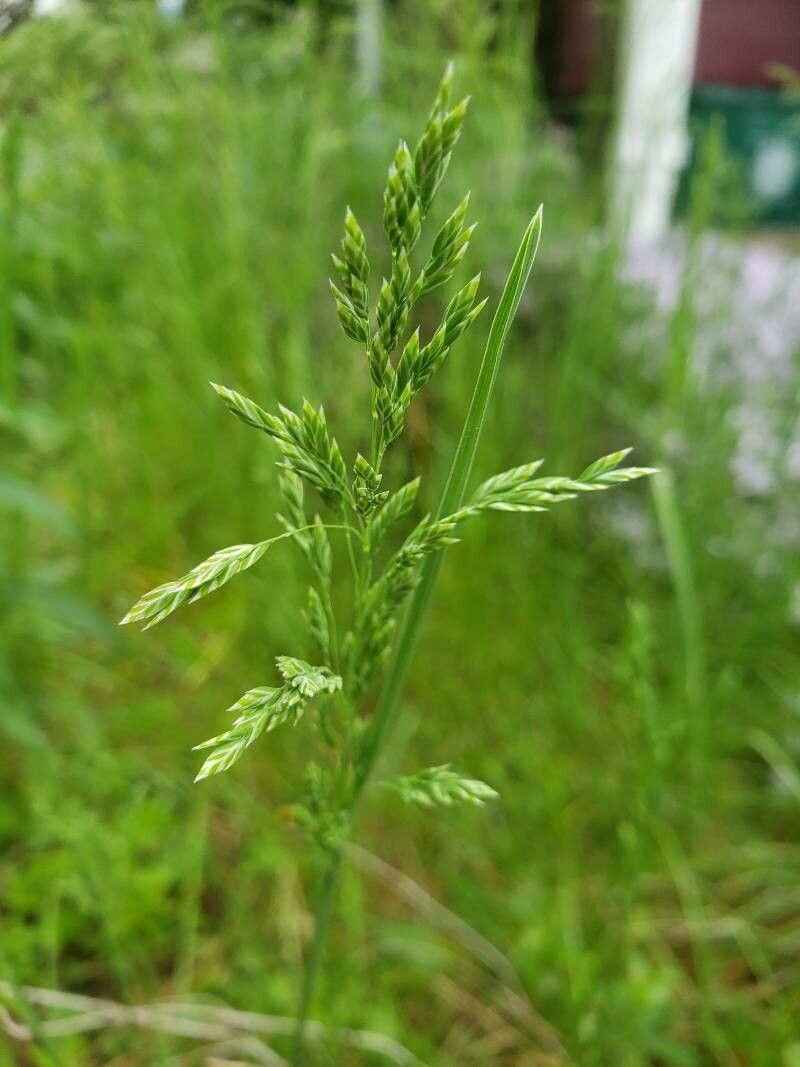 Poa trivialis flower