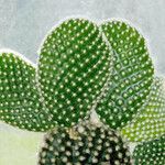 Opuntia microdasys