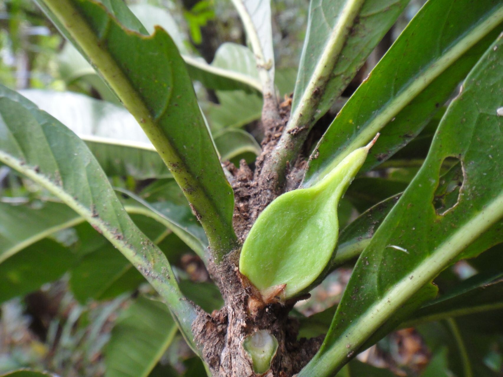 Planchonella pronyensis fruit