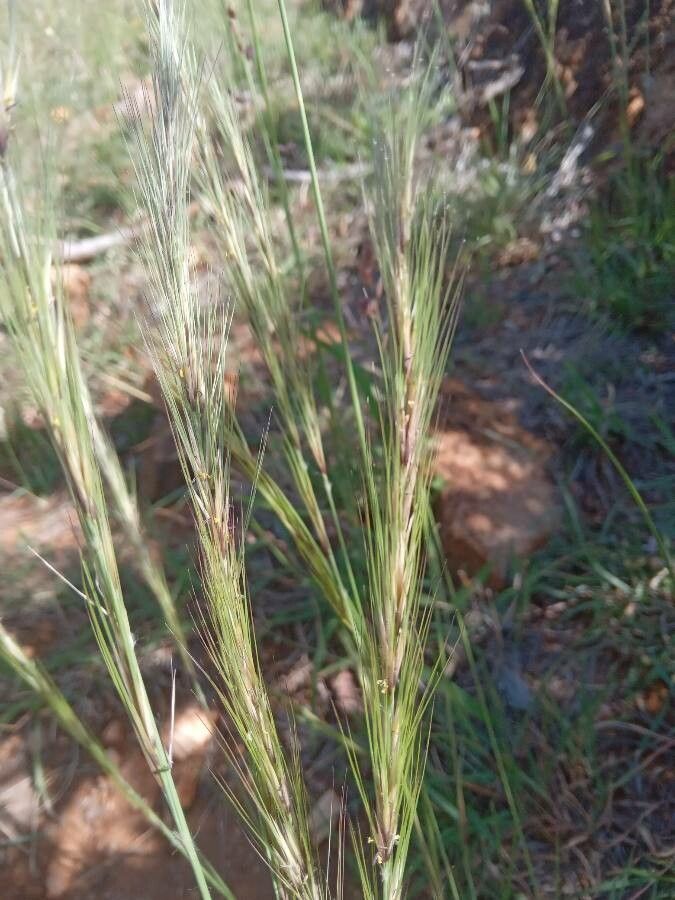 Aristida adoensis flower