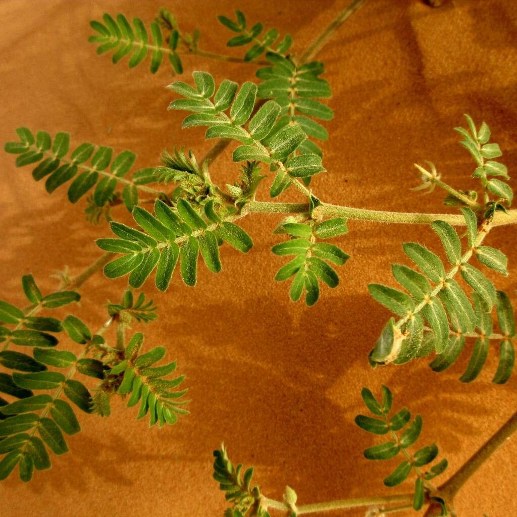 Tribulus pentandrus leaf