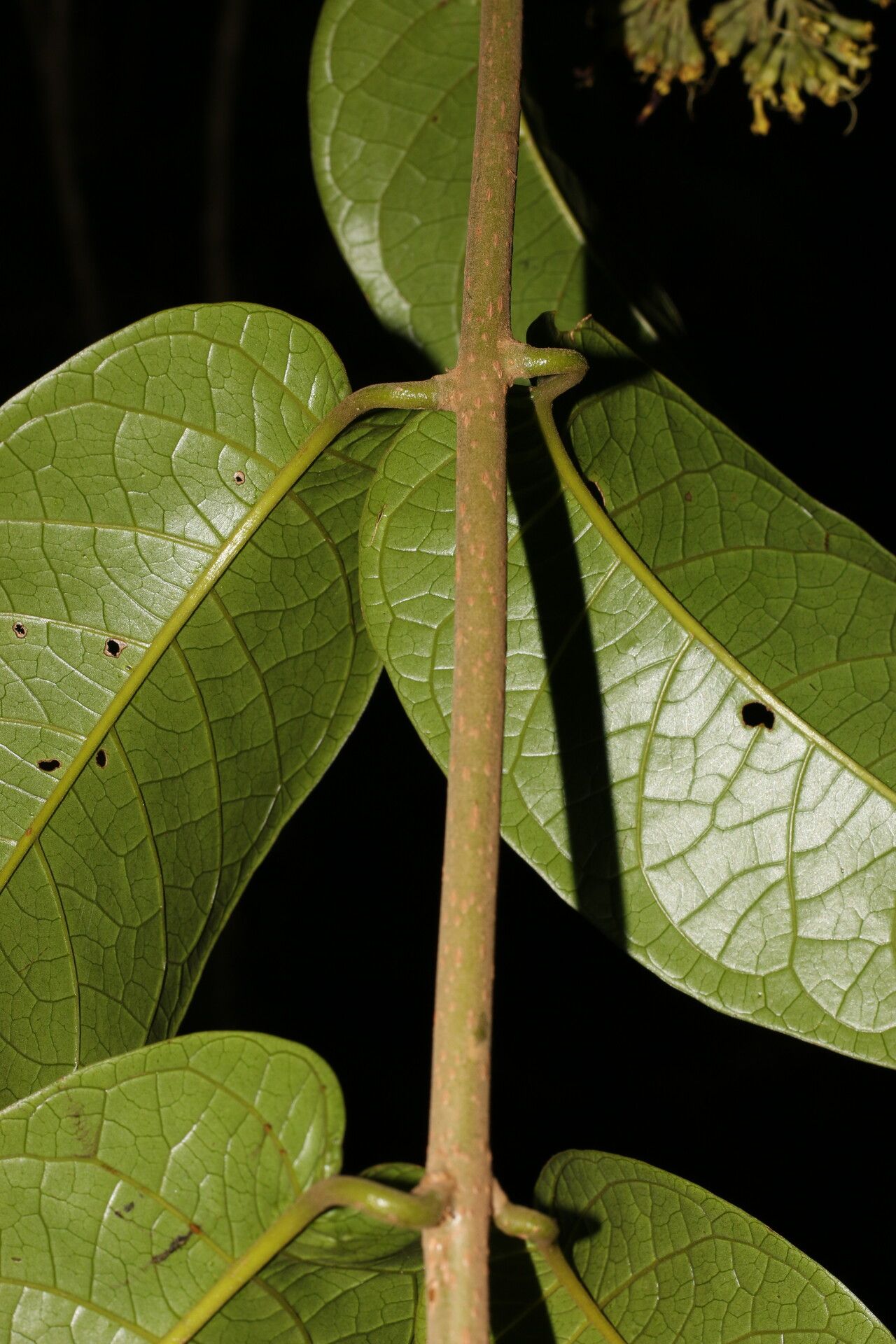 Aegiphila laevis — houseplant care guide