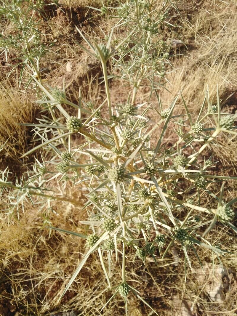 Eryngium glomeratum fruit