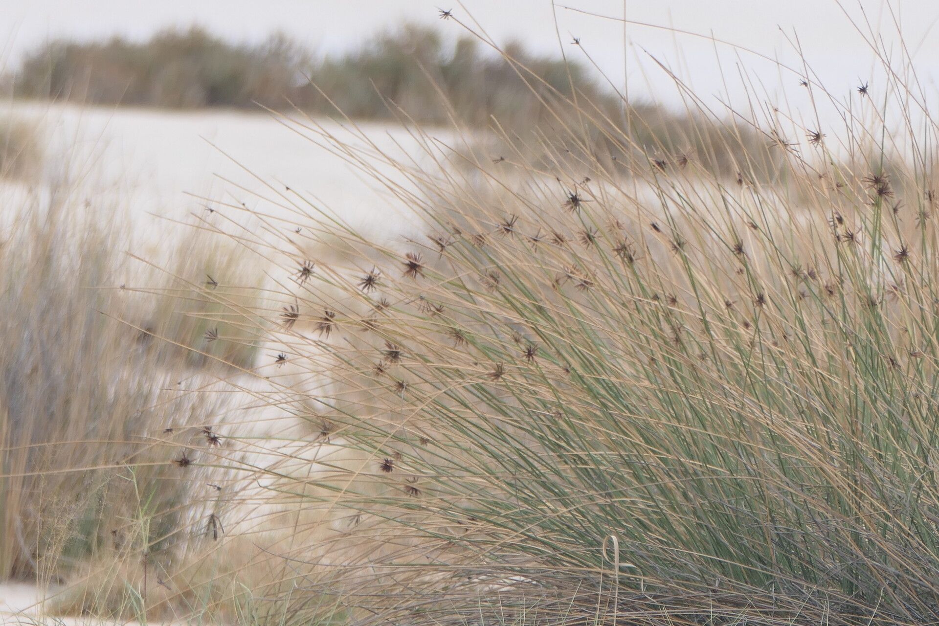 Cyperus marginatus flower