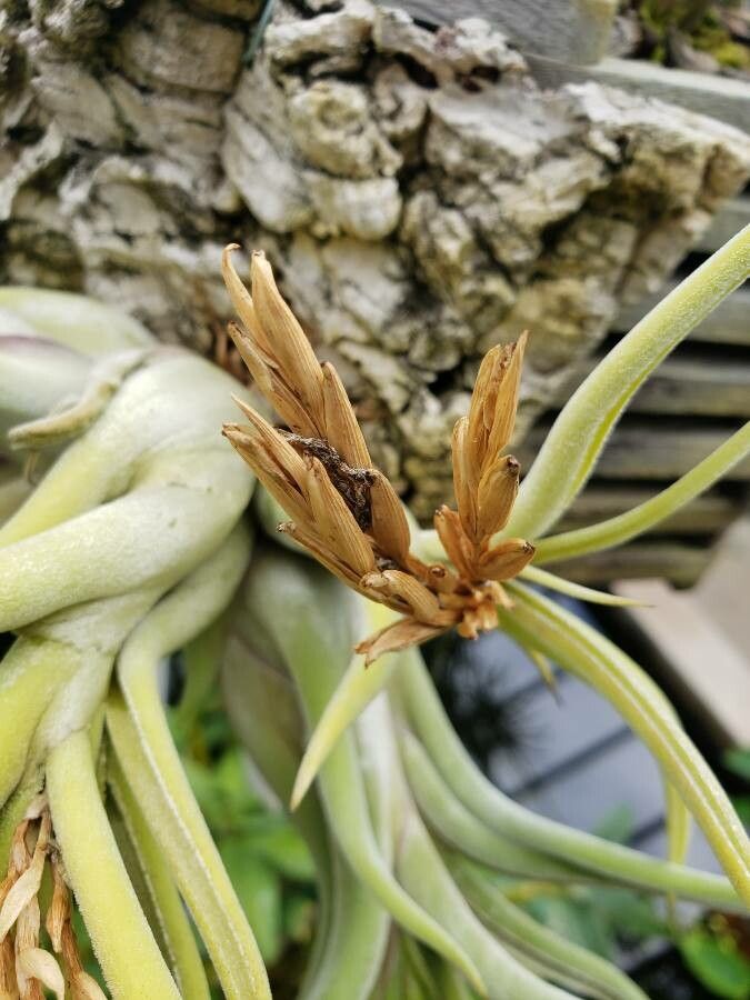 Tillandsia caput-medusae fruit