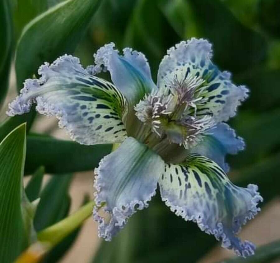 Ferraria ferrariola — related species from the same genus