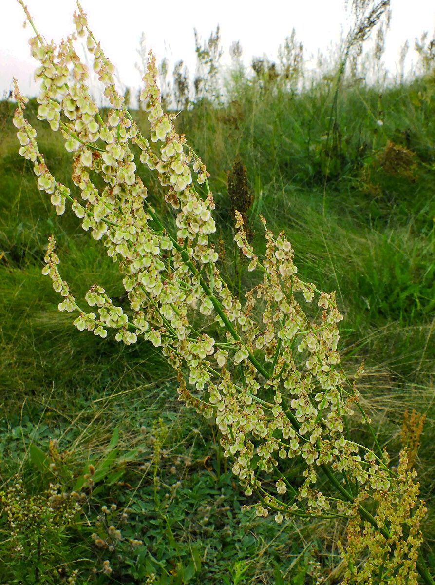 Rumex thyrsiflorus fruit