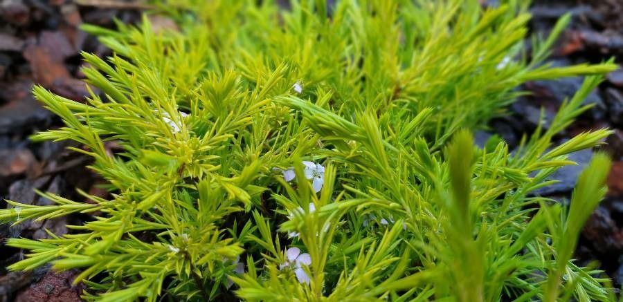 Coleonema pulchellum — search result for 'Rutaceae'