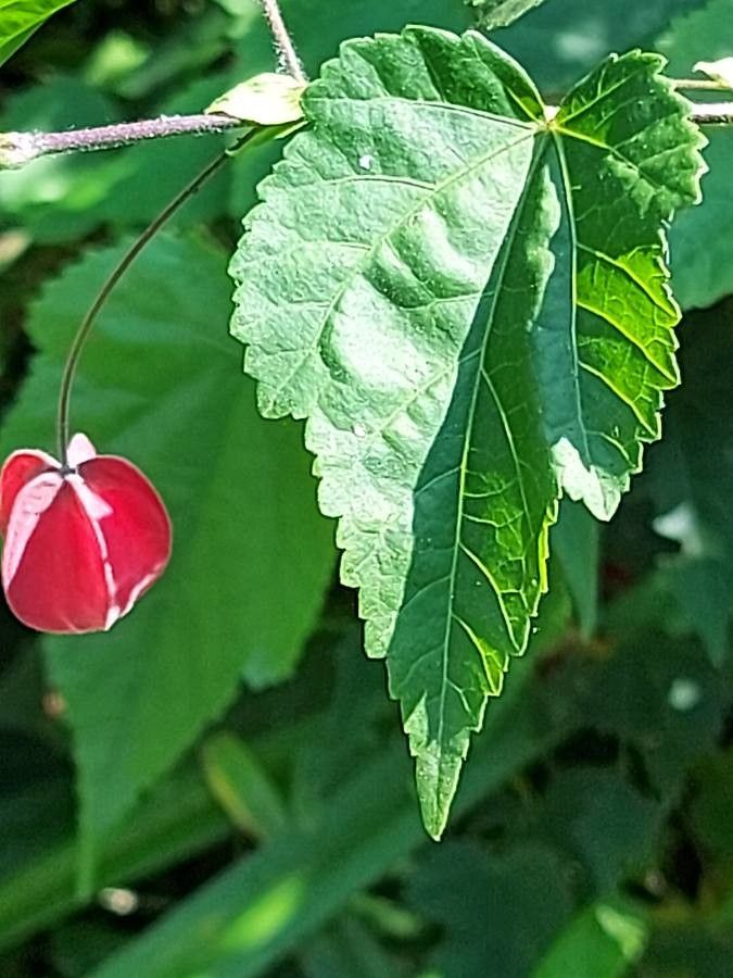 Abutilon megapotamicum — search result for 'Malvaceae'