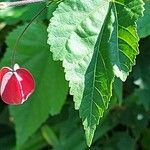 Abutilon megapotamicum