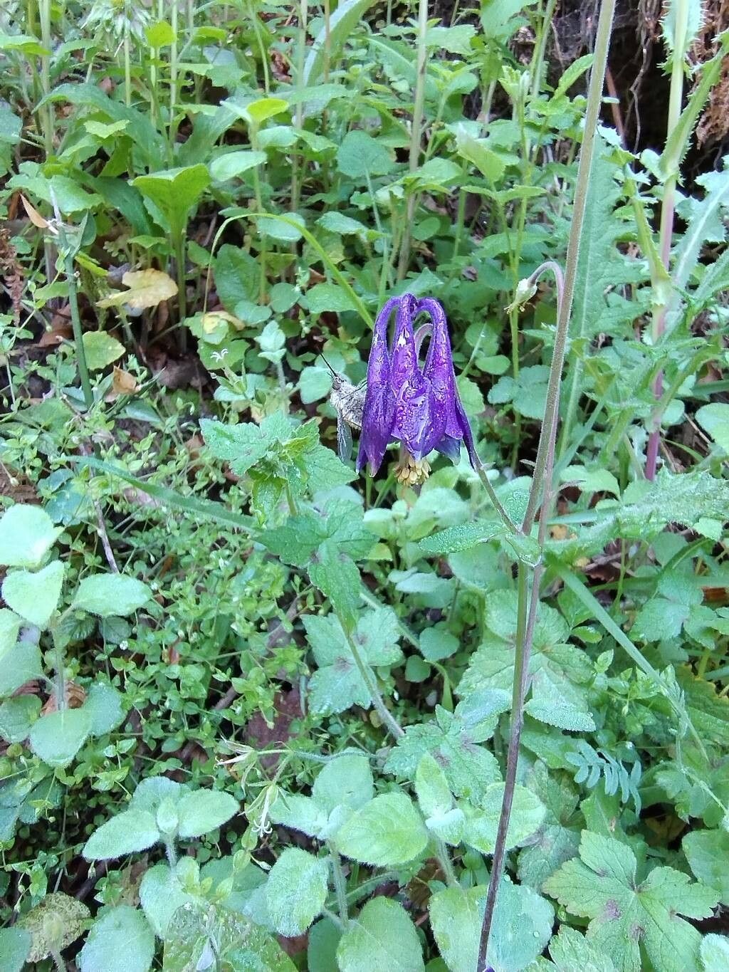 Aquilegia sicula — search result for 'Aquilegia'