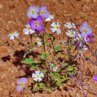 Heliophila deserticola — related species from the same genus