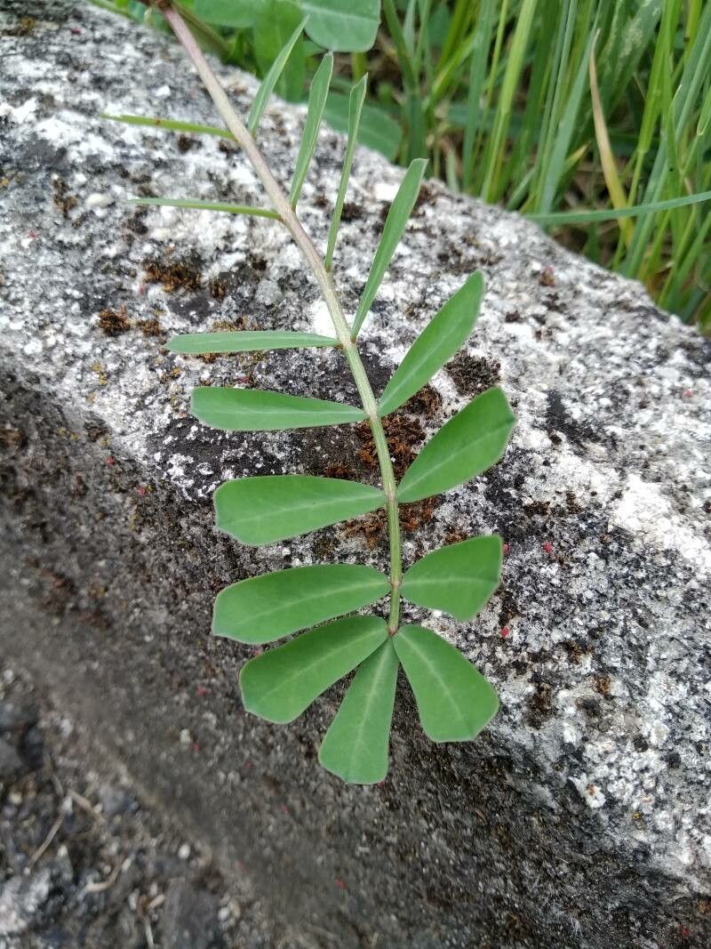 Securigera securidaca