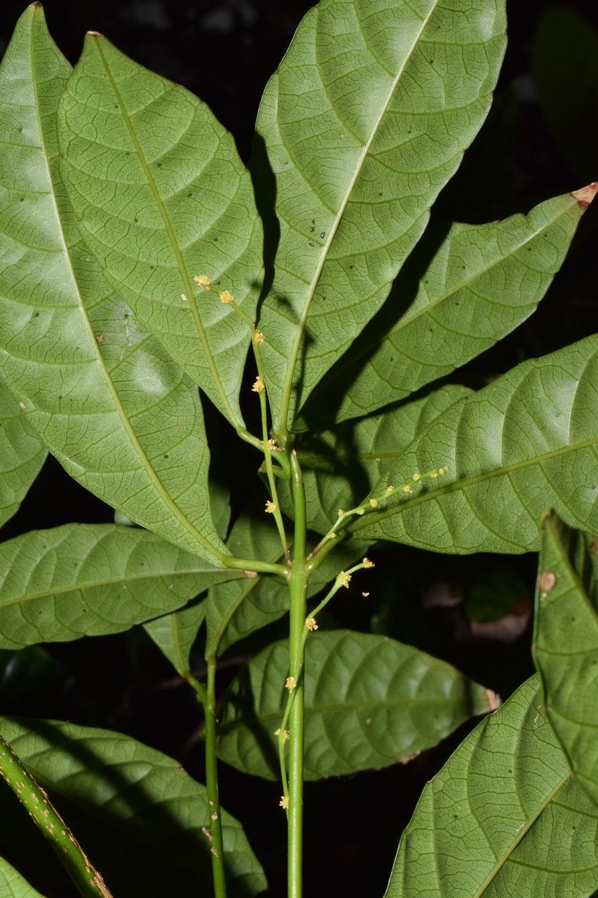 Bocquillonia rhomboidea habit