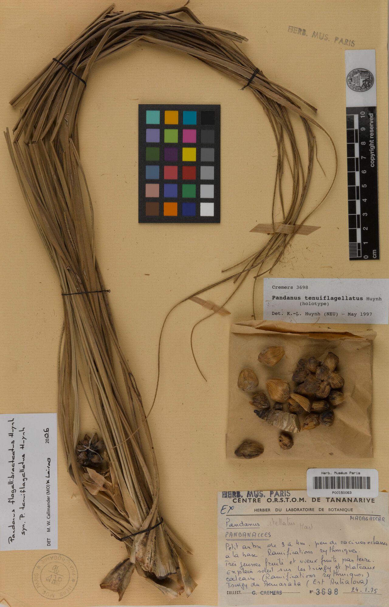 Pandanus tenuiflagellatus — houseplant care guide