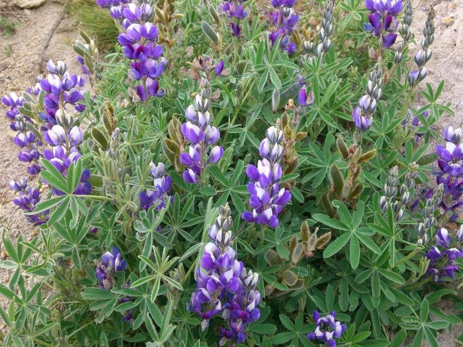 Lupinus pubescens — search result for 'Lupinus'