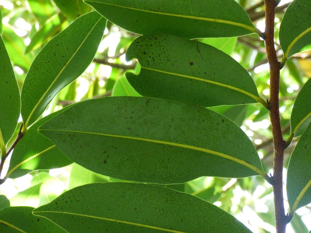 Xylopia richardii leaf