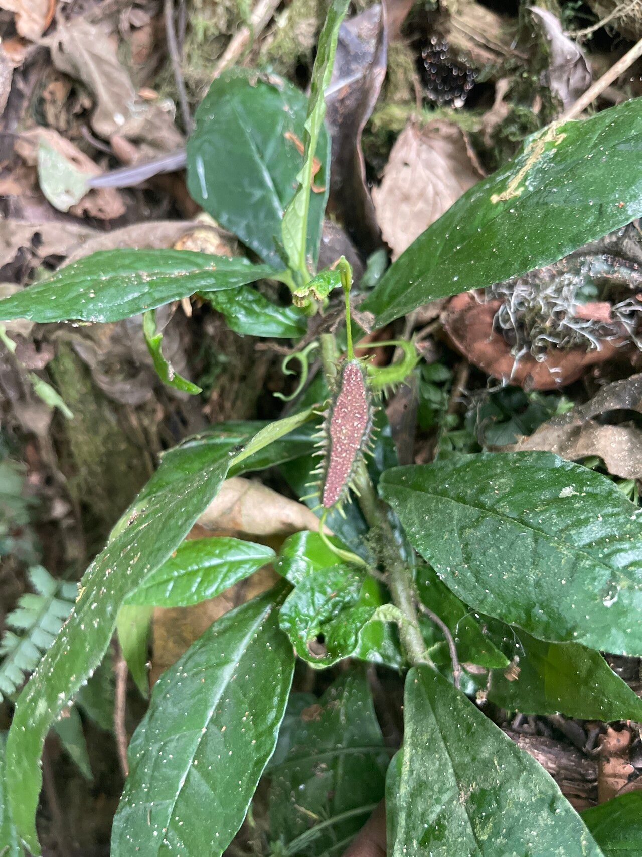Dorstenia nyungwensis fruit