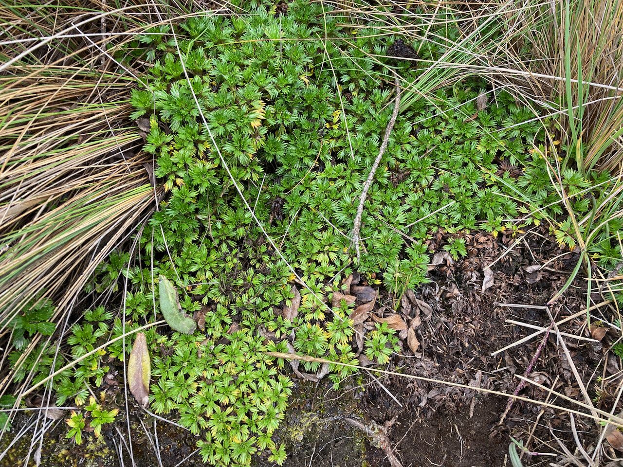 Azorella multifida habit