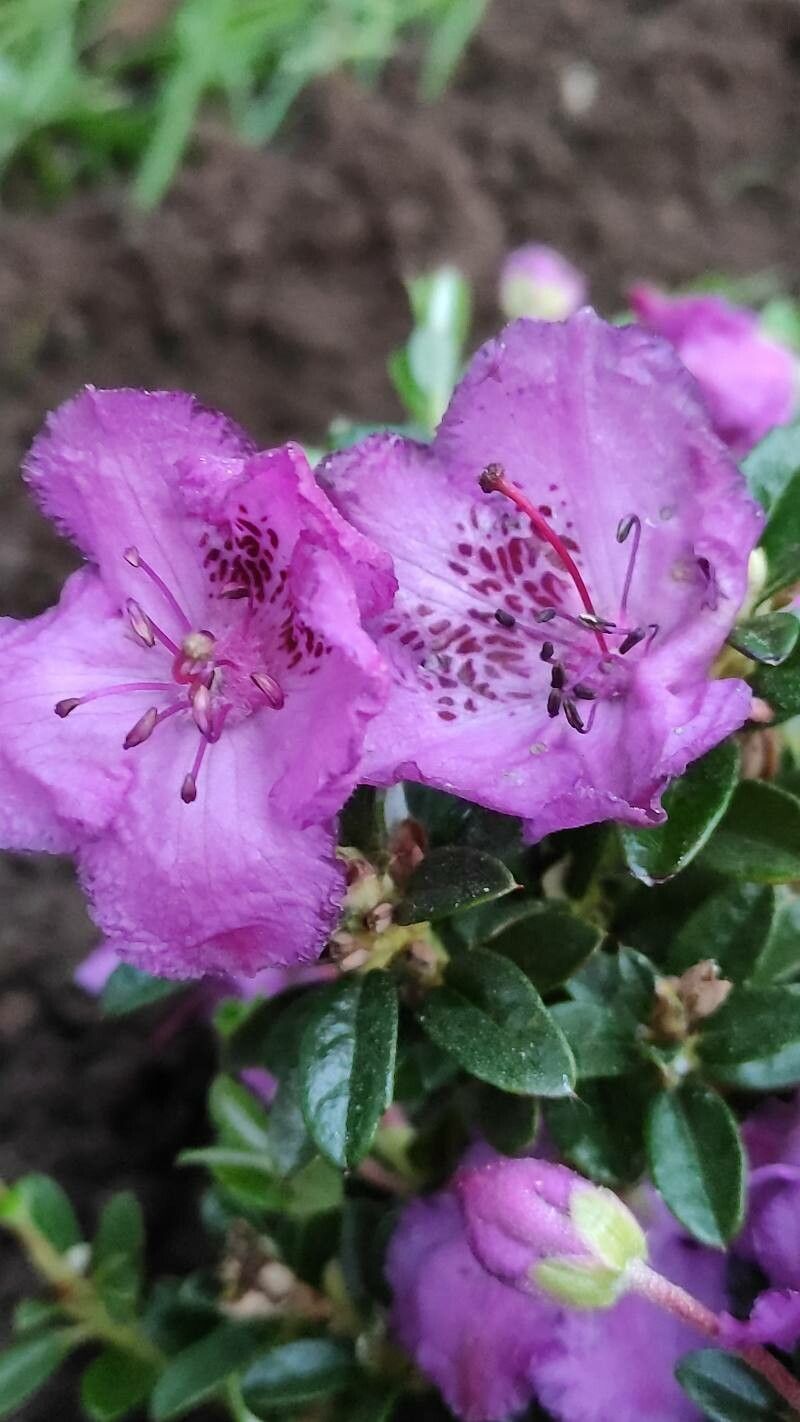 Rhododendron keleticum flower