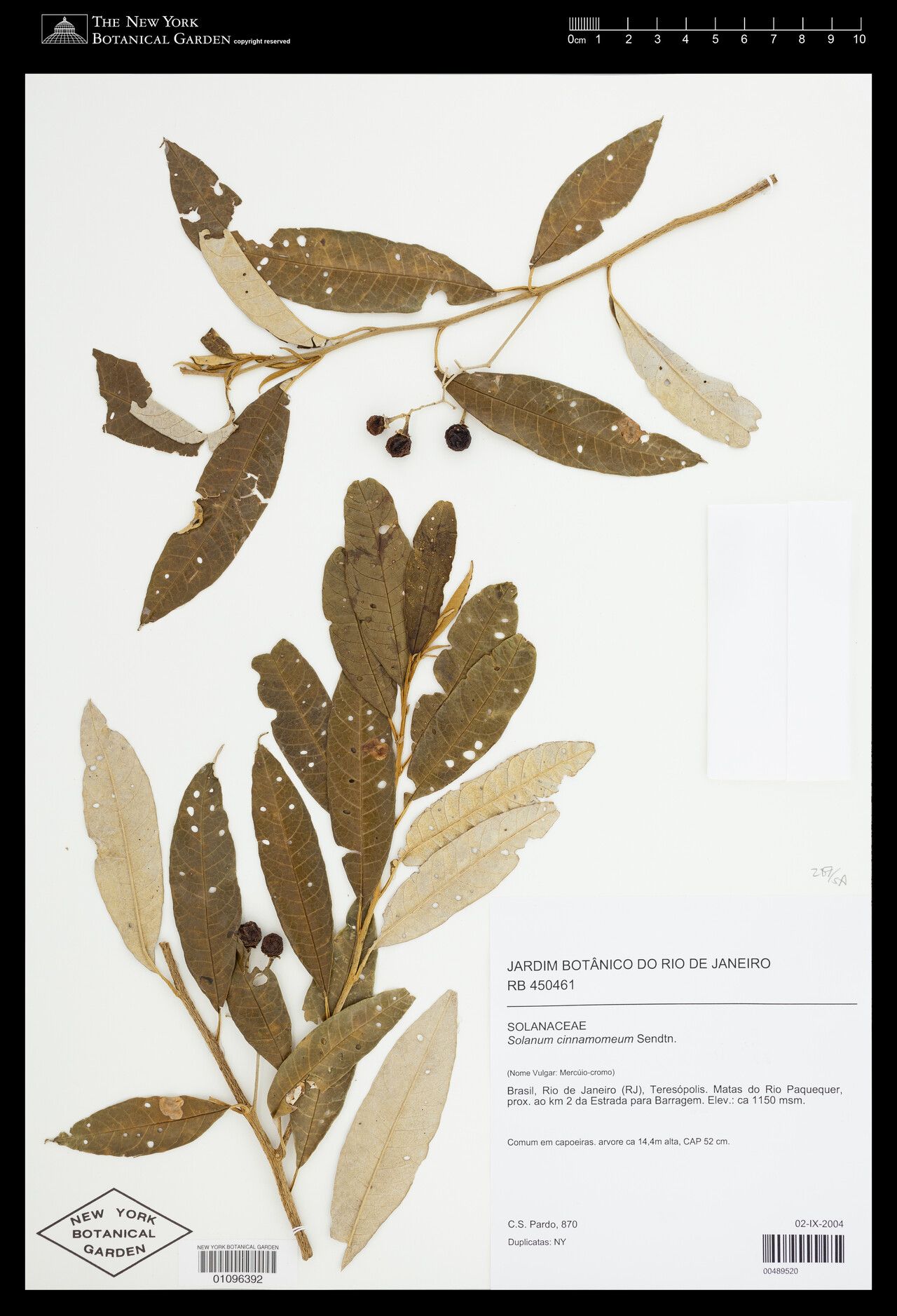 Solanum cinnamomeum — houseplant care guide