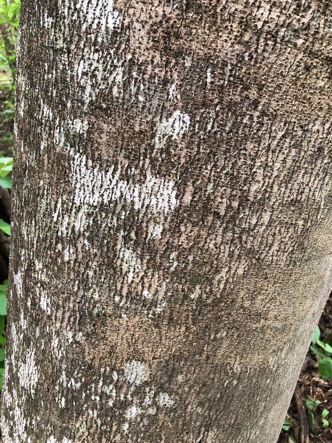 Hymenaea courbaril bark