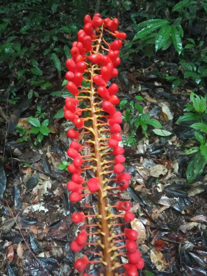 Norantea guianensis fruit