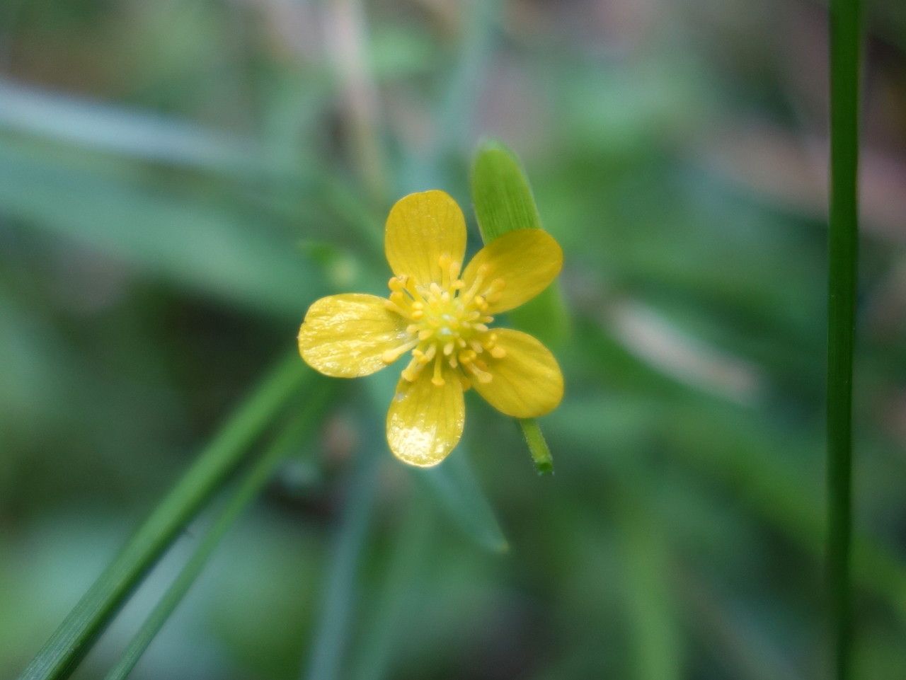 Ranunculus flammula flower