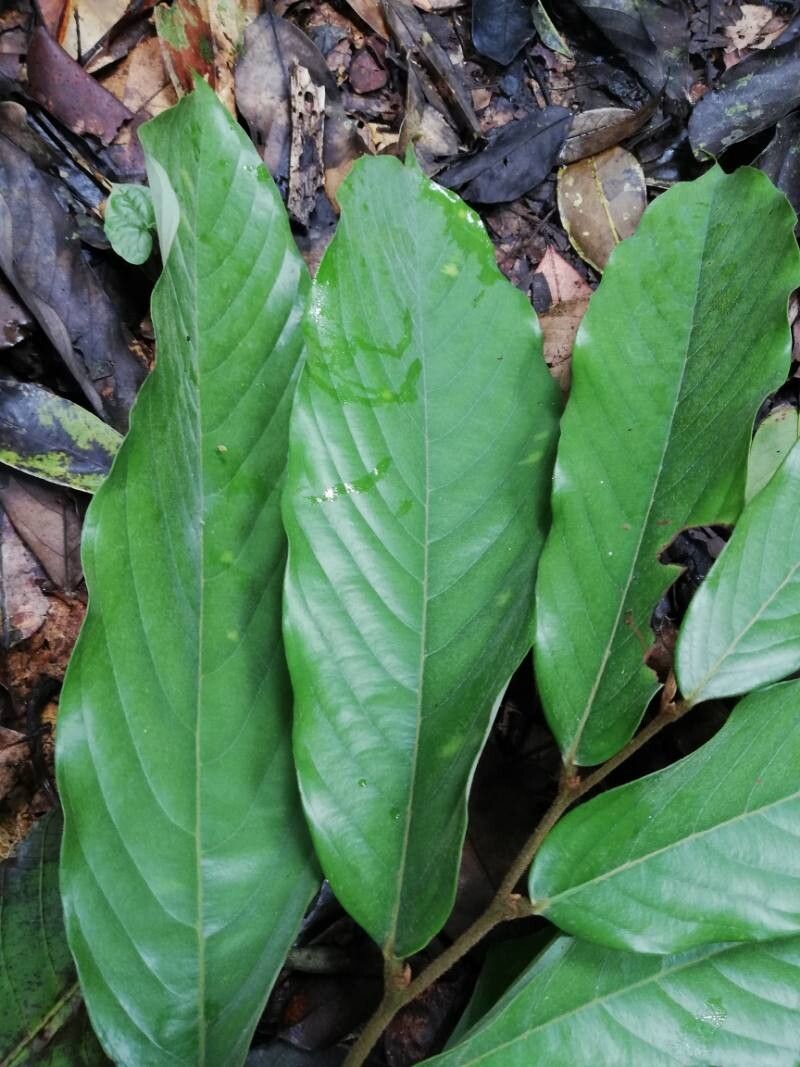 Monodora angolensis leaf
