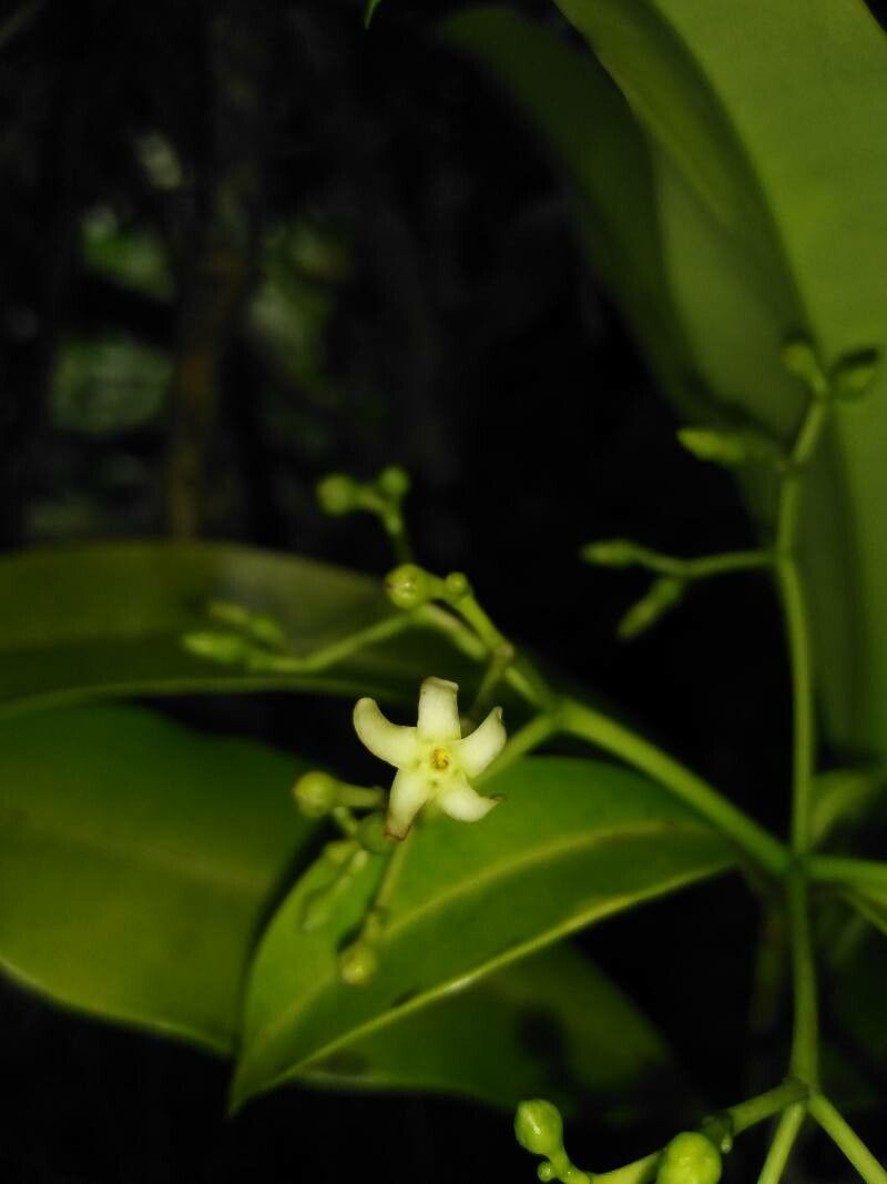 Rauvolfia aphlebia flower