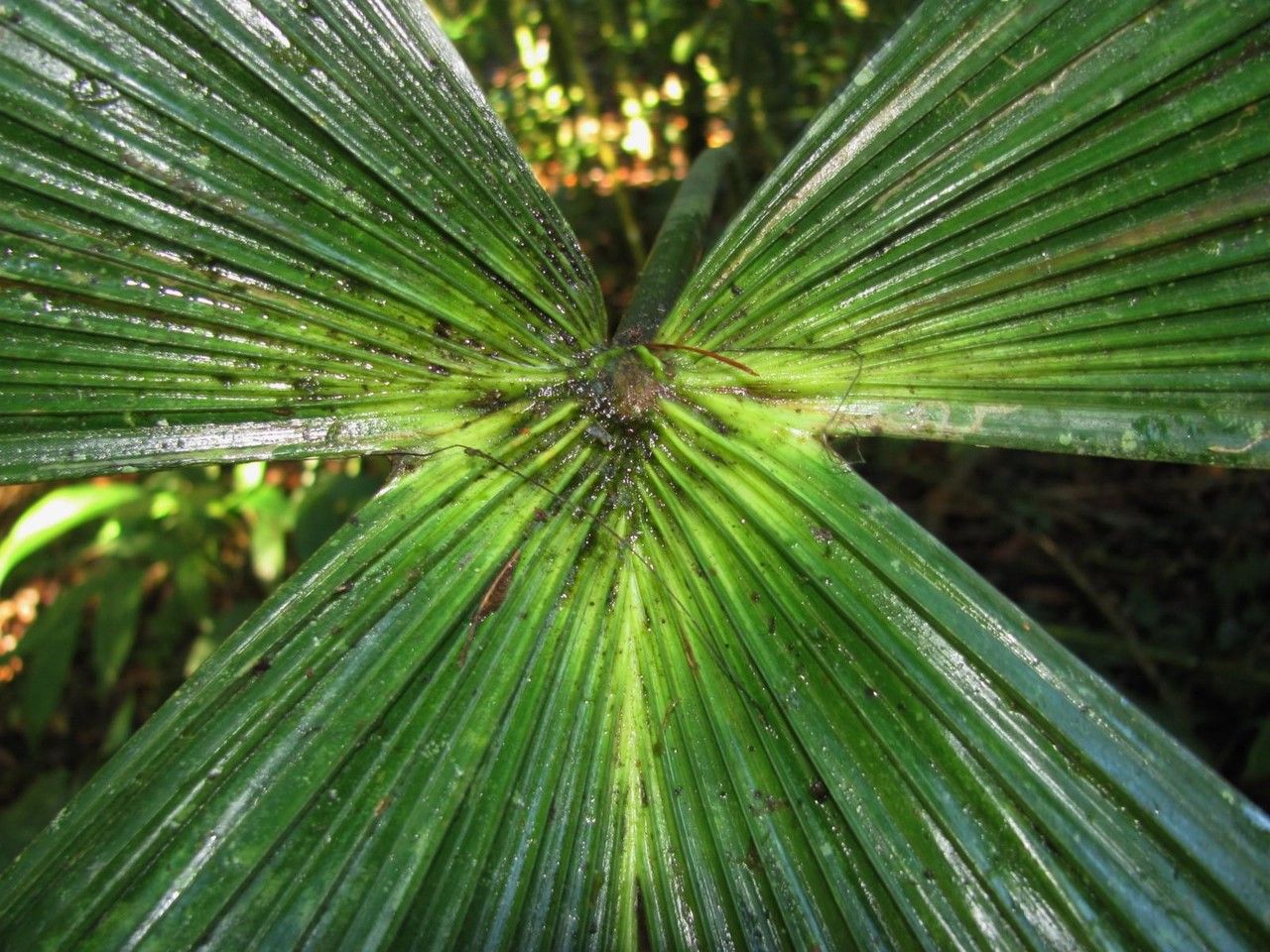 Carludovica rotundifolia — related species from the same genus