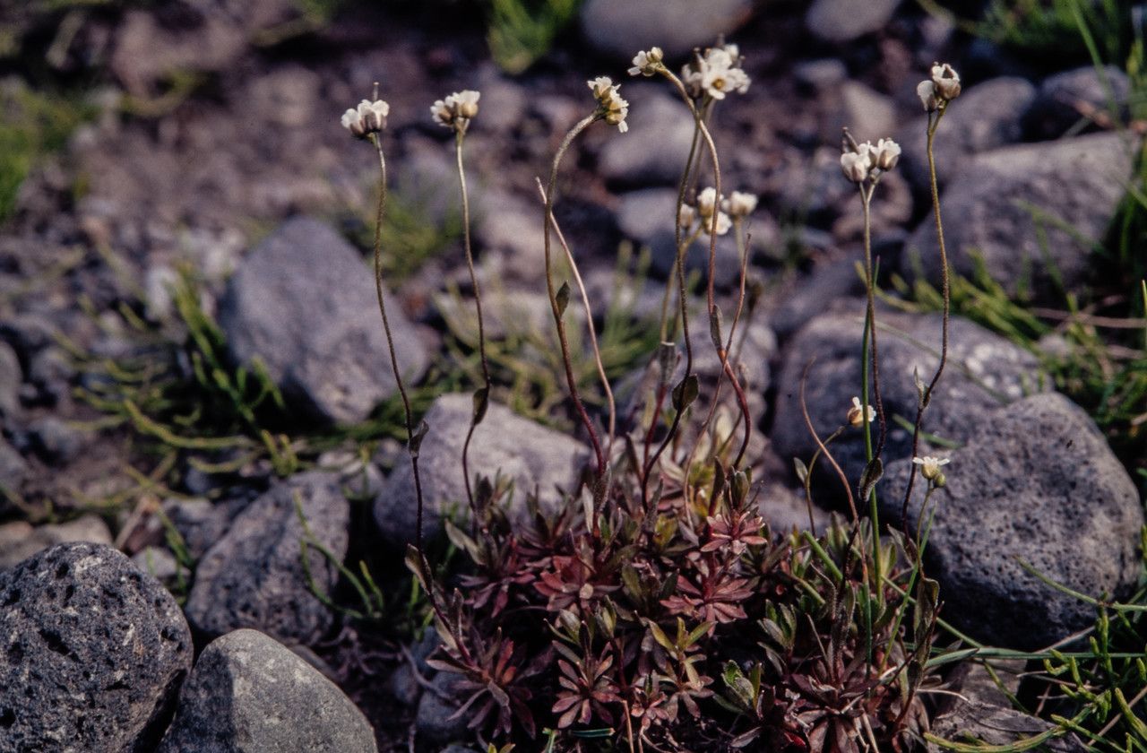 Draba glabella habit